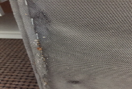 Bettwanzen01_oekokil GmbH Bettwanzen01_oekokil GmbH