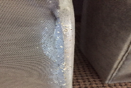 Bettwanzen02_oekokil GmbH Bettwanzen02_oekokil GmbH