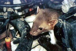 Steinmarder-Öekokil02 Steinmarder-Öekokil02