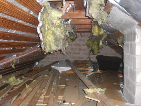 Steinmarder-Öekokil03 Steinmarder-Öekokil03