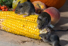 Kammerjäger-Sch-dlingsbekämpfung-oekokil-hamburg-mäuse Kammerjäger-Sch-dlingsbekämpfung-oekokil-hamburg-mäuse