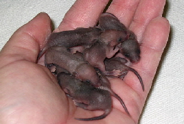 oekokilmaus oekokilmaus