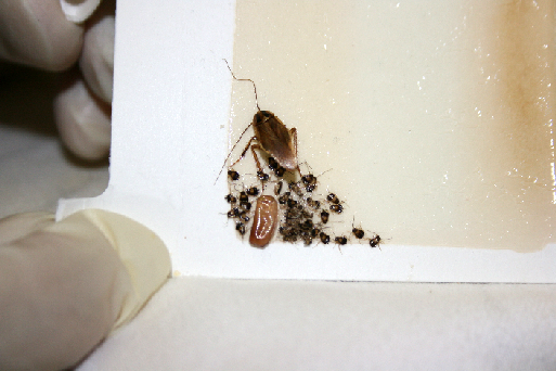 KammerjägerSchädlingsbekämpfung-oekokil-Hamburg-und-Schleswig-Holstein37 KammerjägerSchädlingsbekämpfung-oekokil-Hamburg-und-Schleswig-Holstein37