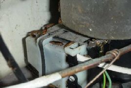 KammerjaegerSchaedlingsbek-mpfung-oekokil-Hamburg-und-Schleswig-Holstein39 KammerjaegerSchaedlingsbek-mpfung-oekokil-Hamburg-und-Schleswig-Holstein39